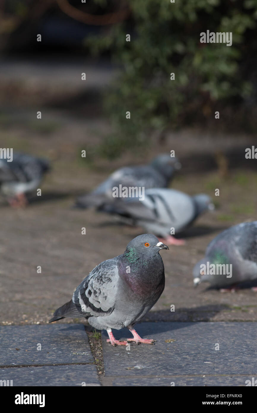 Verwilderte Haustauben (Columba Livia). Frei lebende domestizierte Vögel, Nachkommen der wilden Felsentaube. London. England. Stockfoto