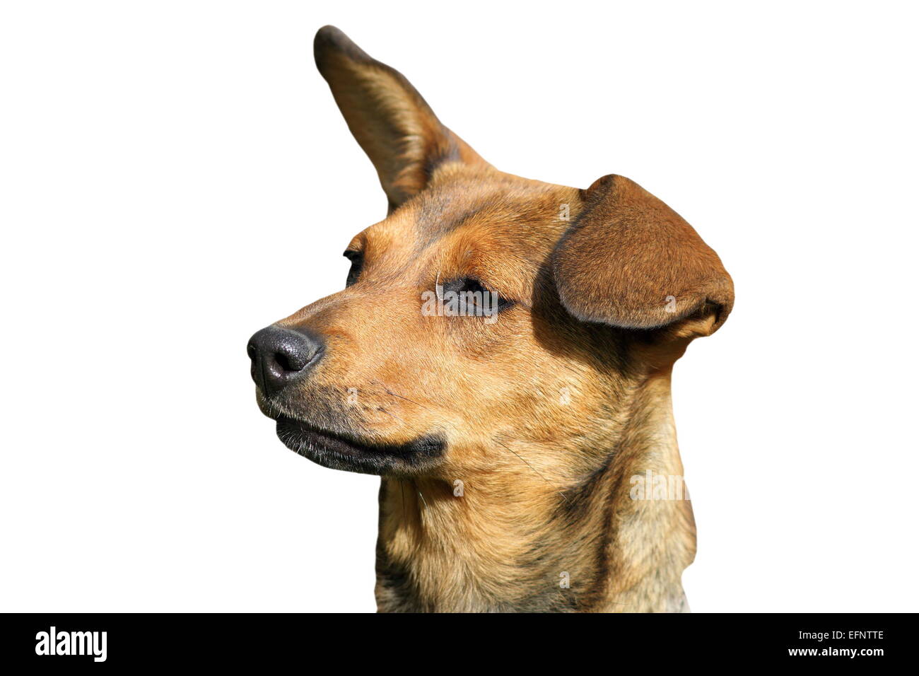 Porträt von cute Doggy, isoliert auf weißem Hintergrund Stockfoto