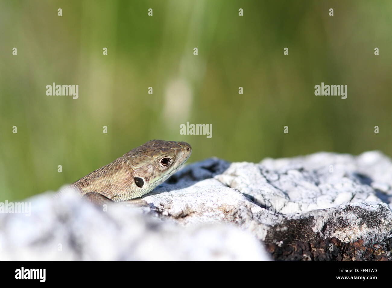 Juvenile Lacerta Viridis (Europäische Grüne Eidechse) versteckt sich hinter Kalkfelsen Stockfoto