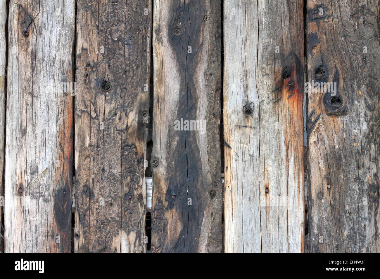 alte hölzerne Planken real Textur mit Insekten-Marken Stockfoto