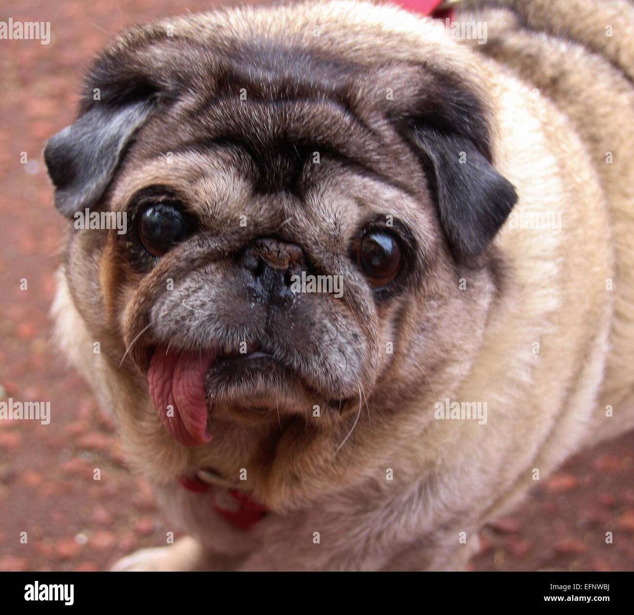 Alter mops -Fotos und -Bildmaterial in hoher Auflösung – Alamy