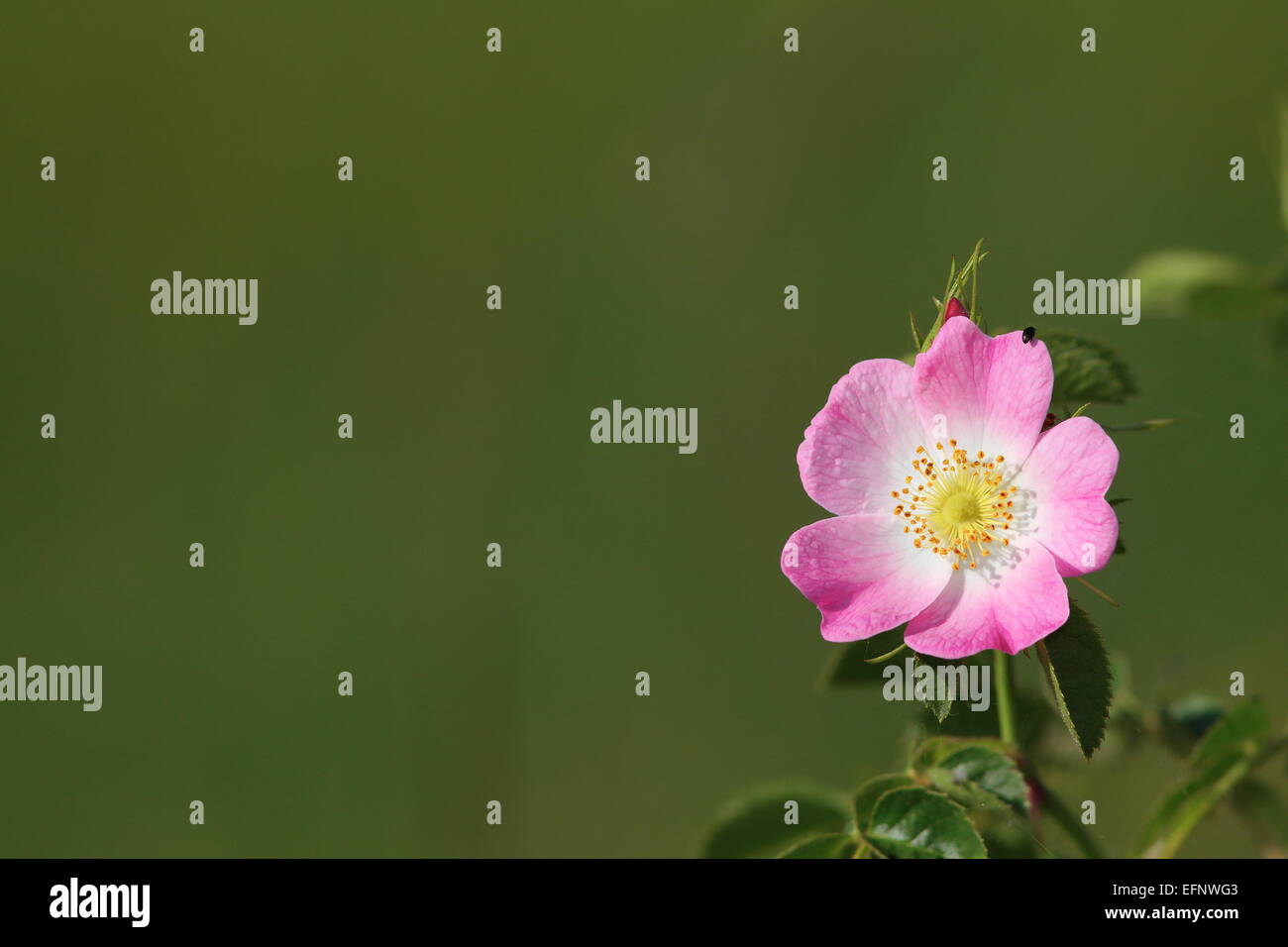 wildes rosa rose schöne Blume über grün aus Fokus Hintergrund Stockfoto
