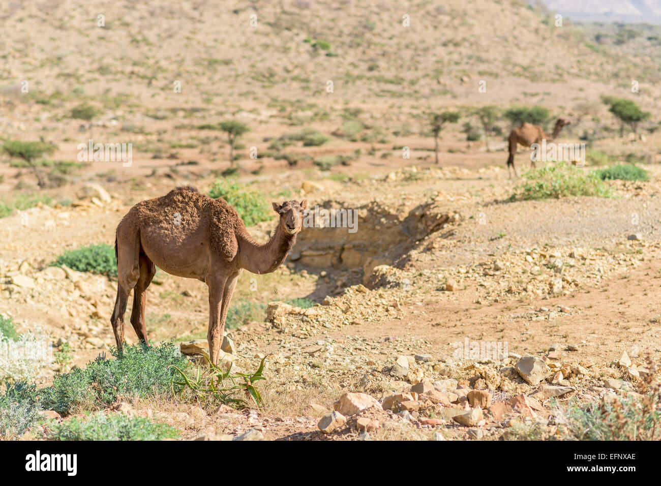 Kamel in der Wüste Danakil-Senke Stockfoto