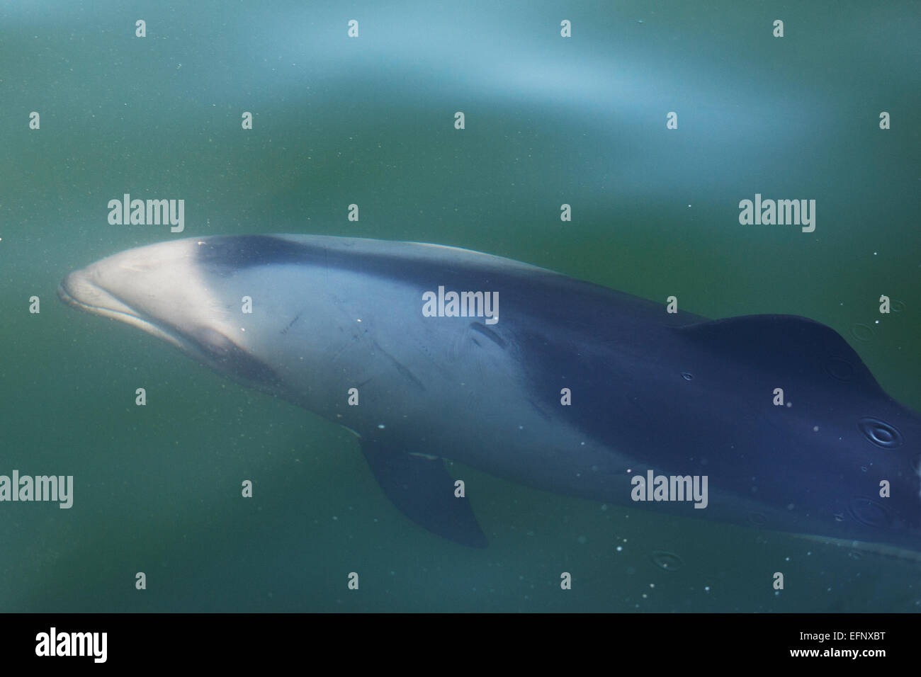 Haviside Delfin (Cephalorhynchus Heavisidii), oder alternativ