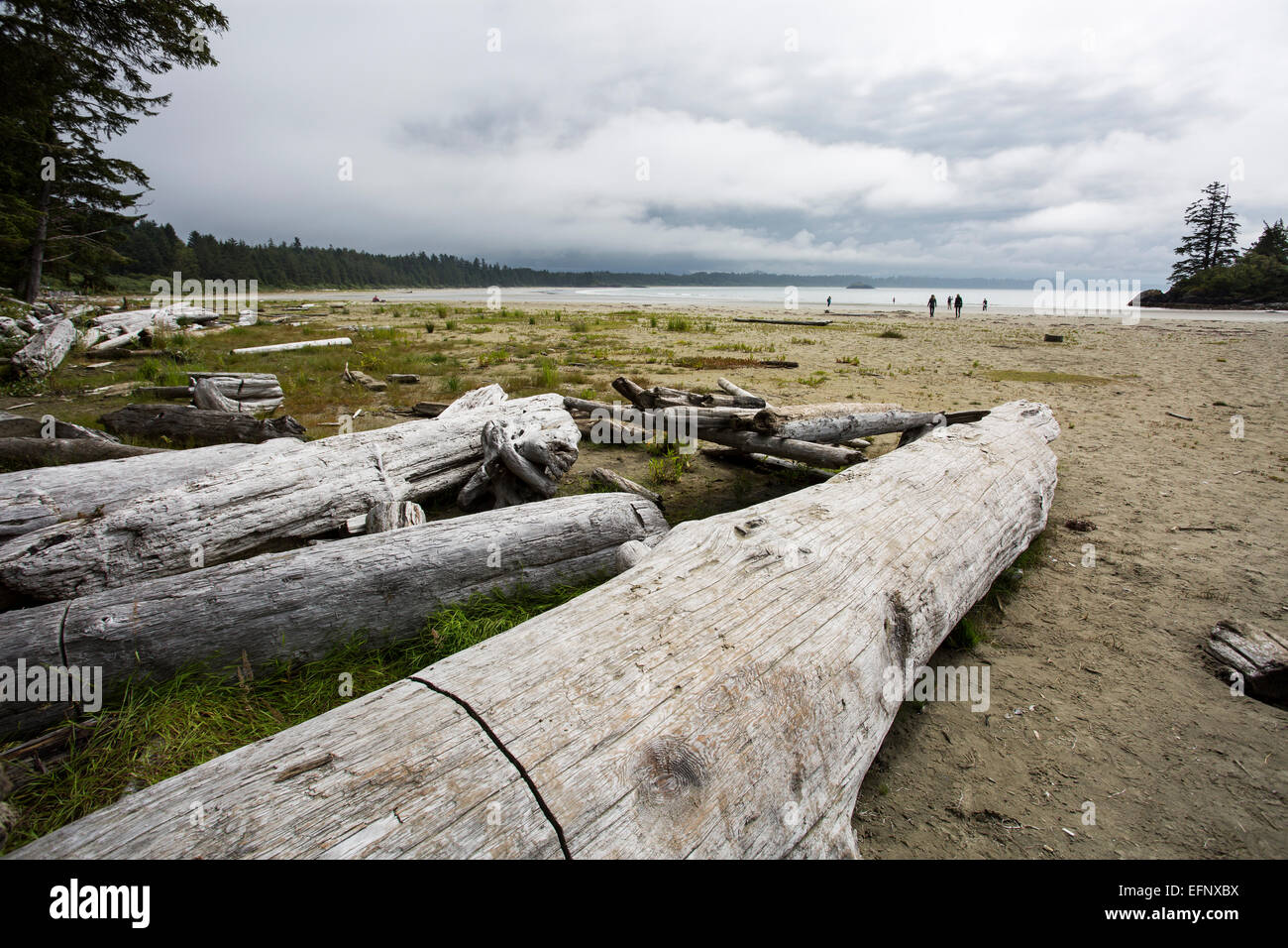 Nordamerika, Kanada, British Columbia, Vancouver Island, Pacific Rim National Park Reserve, Long Beach Stockfoto