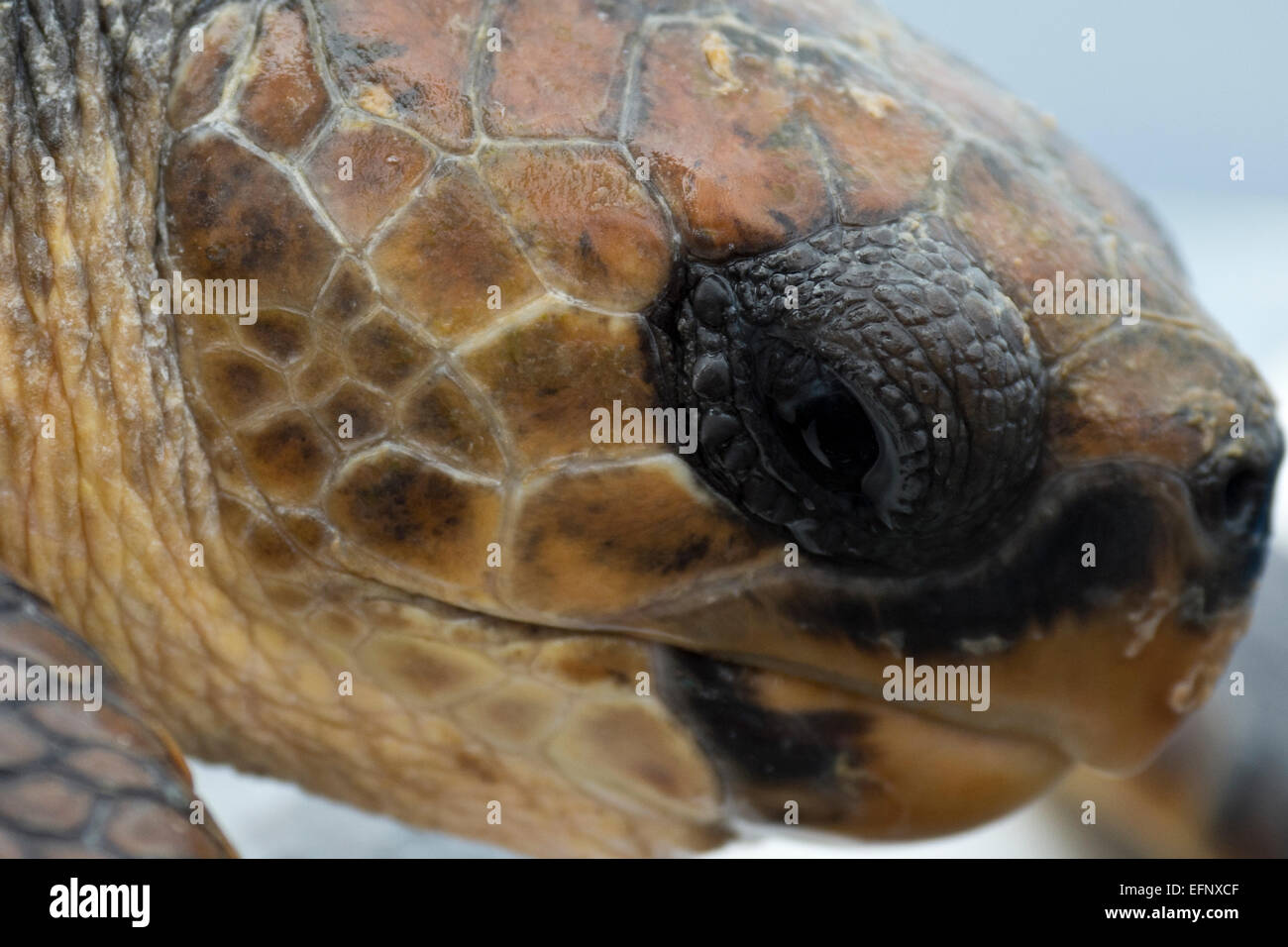 Auge der Unechten Karettschildkröte (Caretta Caretta), gemessen als & von Wissenschaftlern, Insel Pico, Azoren, Atlantik getaggt. Stockfoto