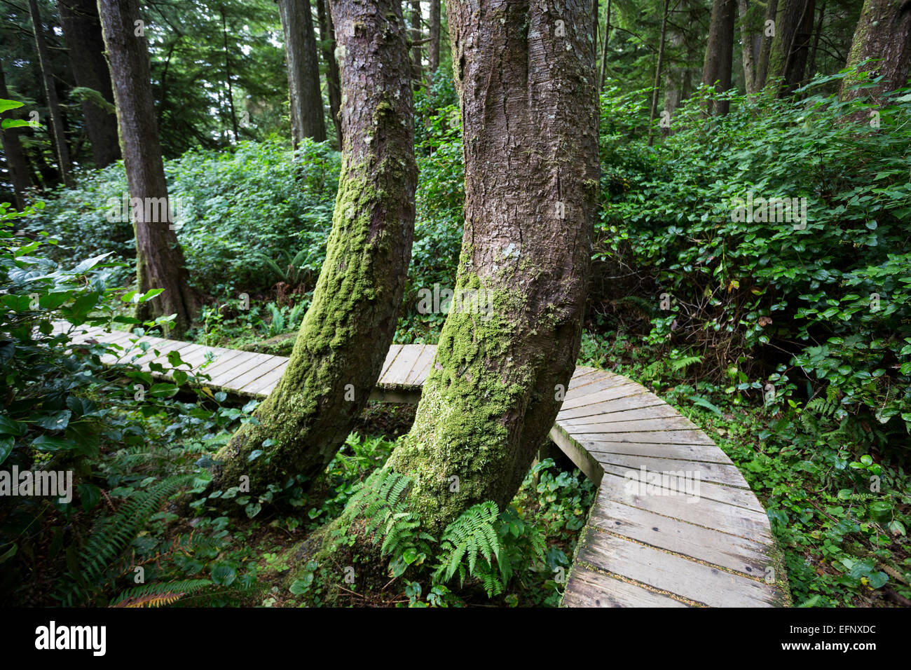 Nordamerika, Kanada, British Columbia, Vancouver Island, Pacific Rim National Park Reserve, Promenade Stockfoto