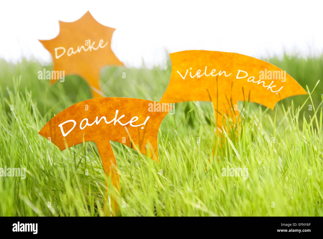 Drei Etiketten mit deutschem Text Danke und Vielen Dank D.h. danke und ich danke Ihnen sehr viel auf dem sonnigen grünen Rasen für Spri Stockfoto