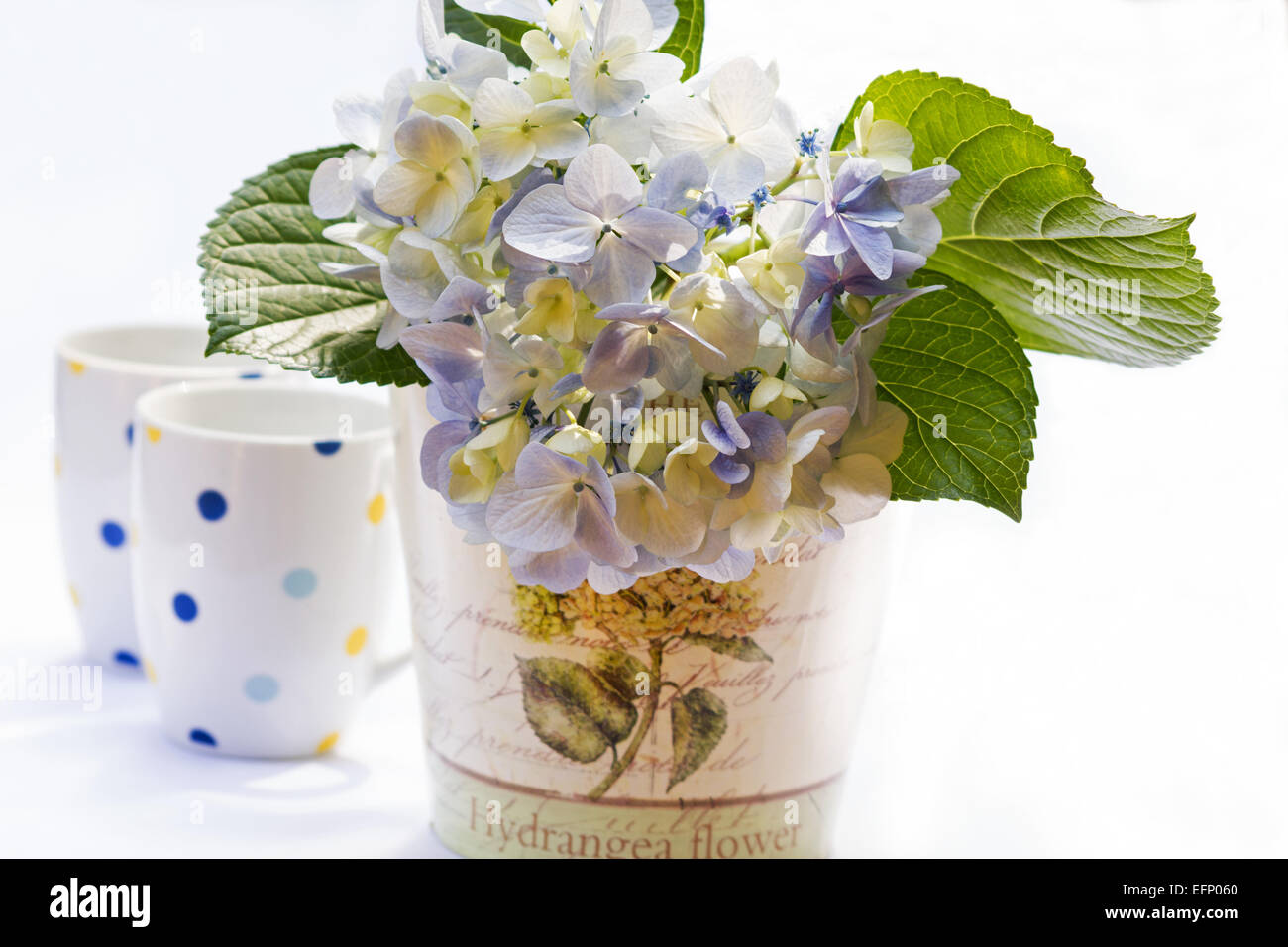 Blauen Hortensien und Kaffeetassen auf weißem Hintergrund Stockfoto