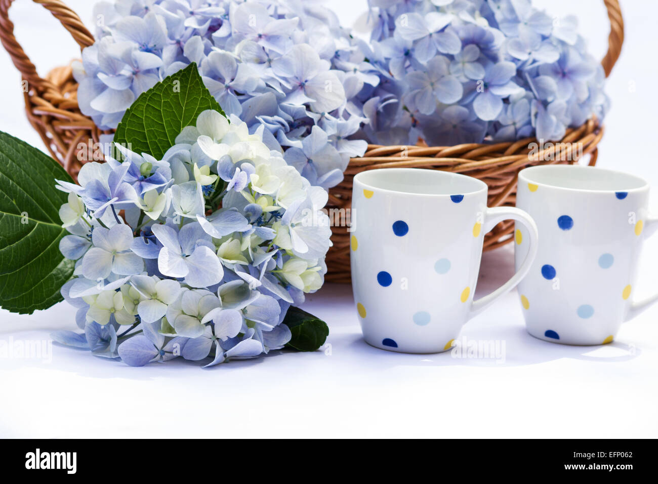 Korb mit frischen Hortensien und Kaffeetassen auf weißem Hintergrund Stockfoto