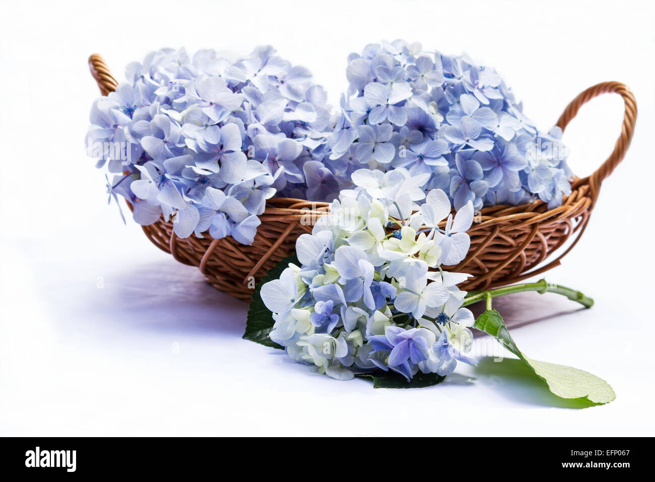 Korb mit blauen Hortensien auf weißem Hintergrund Stockfoto