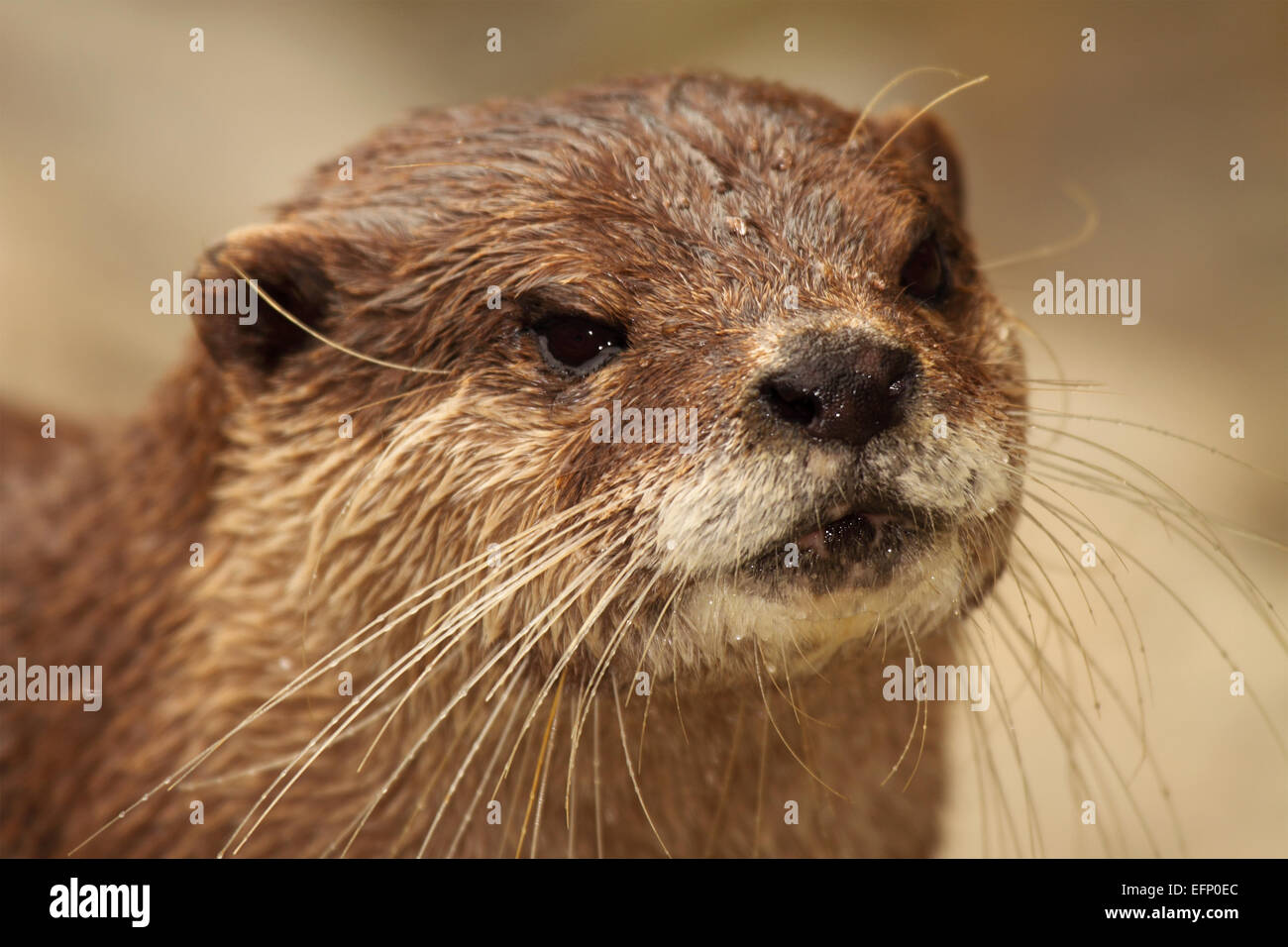 Ein Porträt von einer afrikanischen Clawless Otter, zeigt einen detaillierten Überblick über seine lange Schnurrhaare. Stockfoto