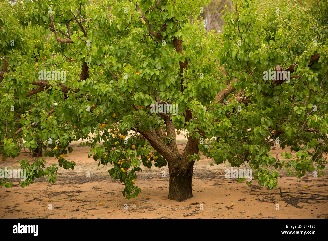 junge Aprikosenbaum mit reifen Früchten Stockfoto