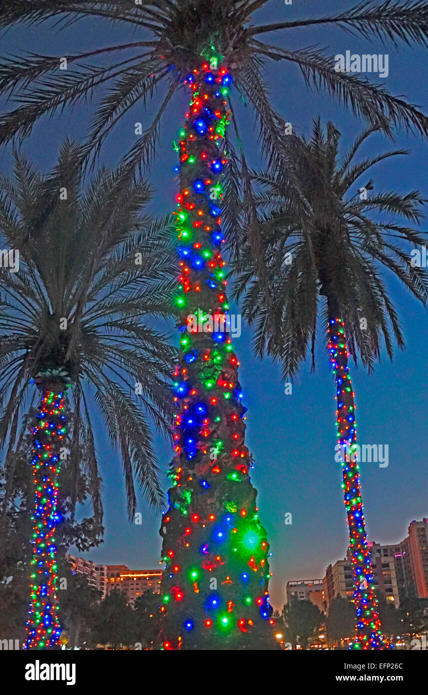 Weihnachten dekoriert Palme in Orlando, Florida. Stockfoto