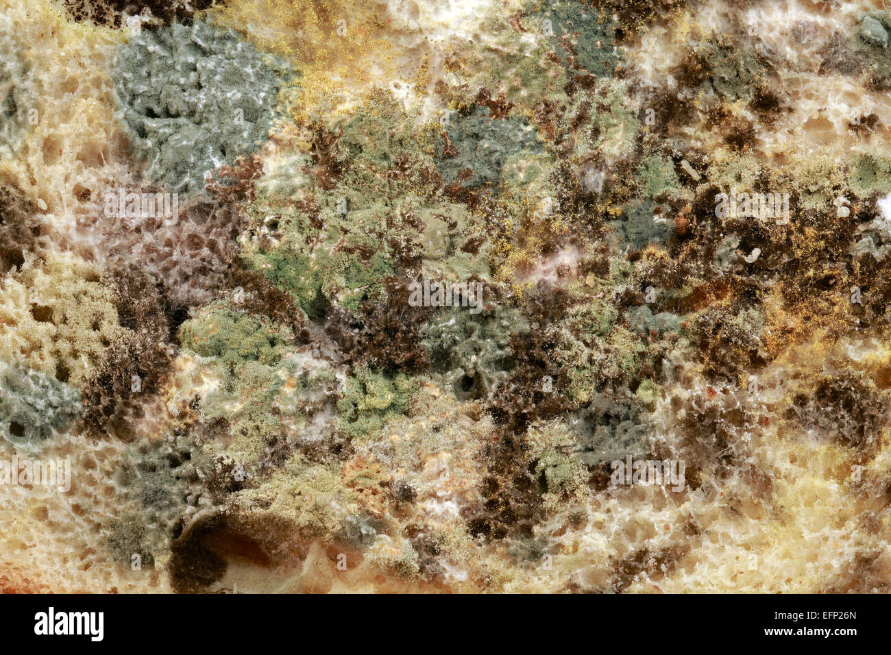Sch dlicher Schimmel Fotos Und Bildmaterial In Hoher Aufl sung Alamy sch-dlicher-schimmel-fotos-und-bildmaterial-in-hoher-aufl-sung-alamy