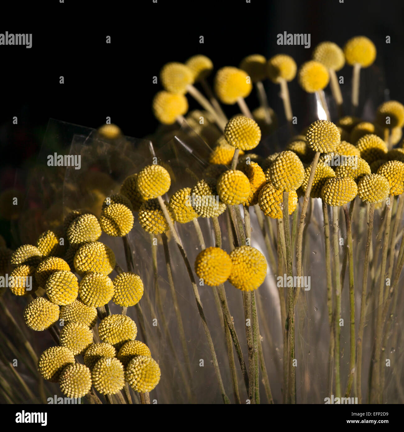 Billy Kugeln gelbe Blumen Stockfoto