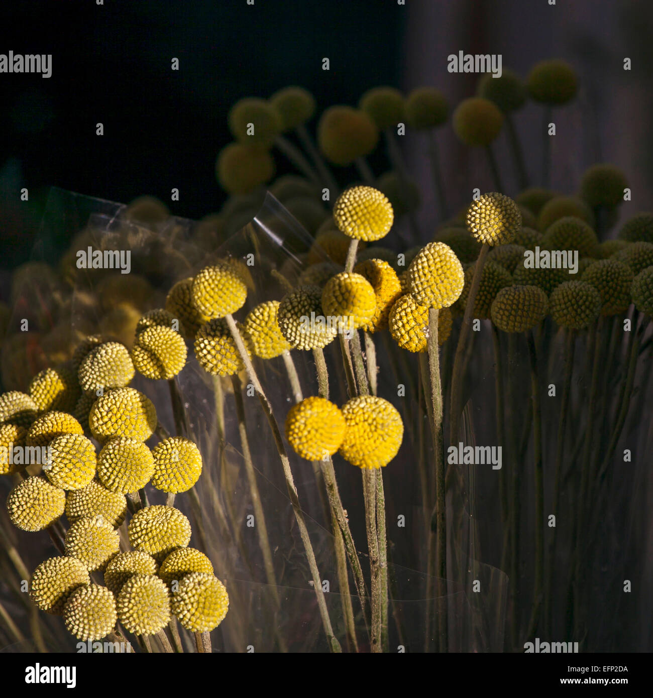 Billy Kugeln gelbe Blumen Stockfoto