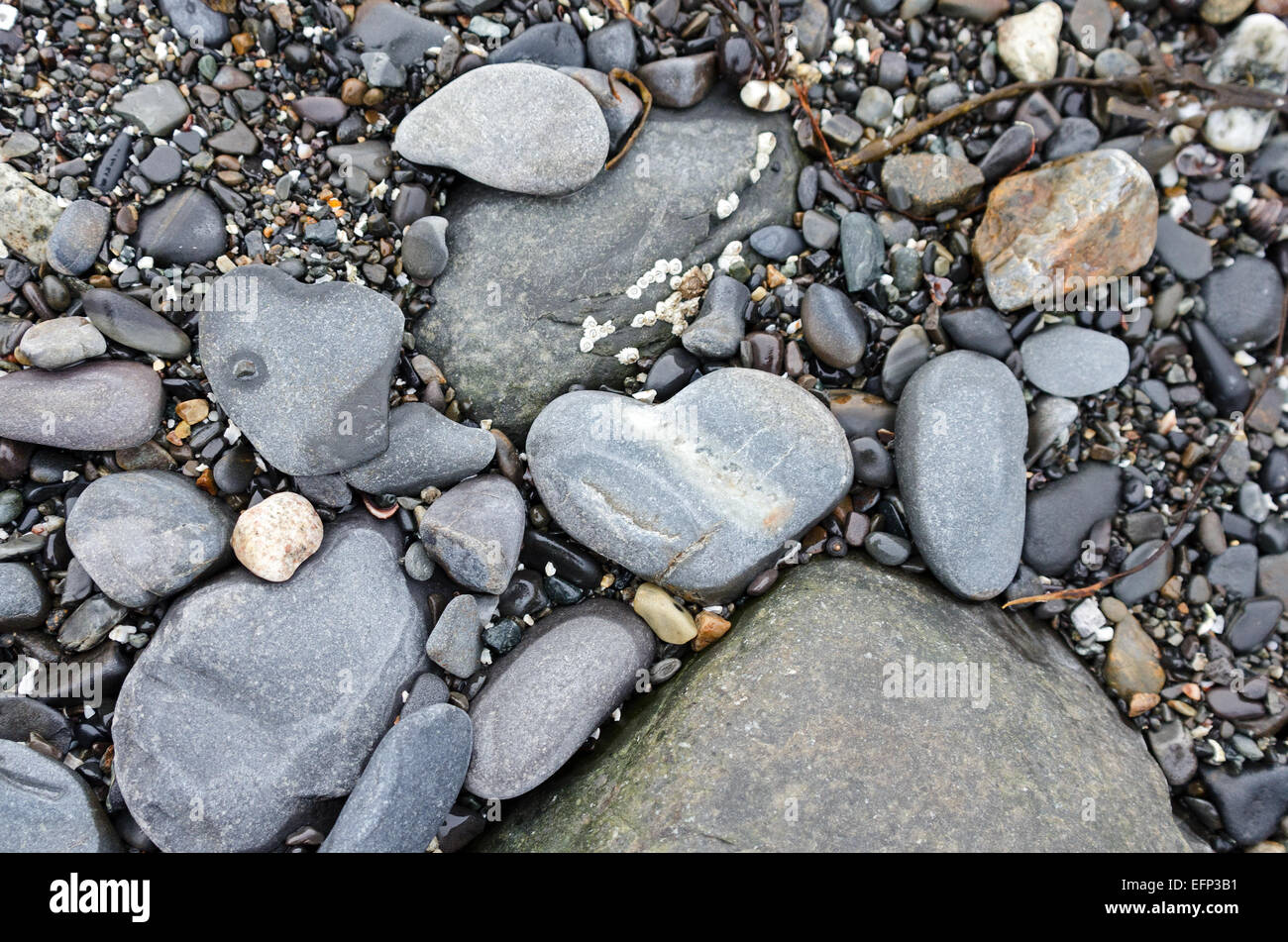 Einen herzförmigen Stein an einem steinigen Strand, Bar Harbor, Maine. Stockfoto