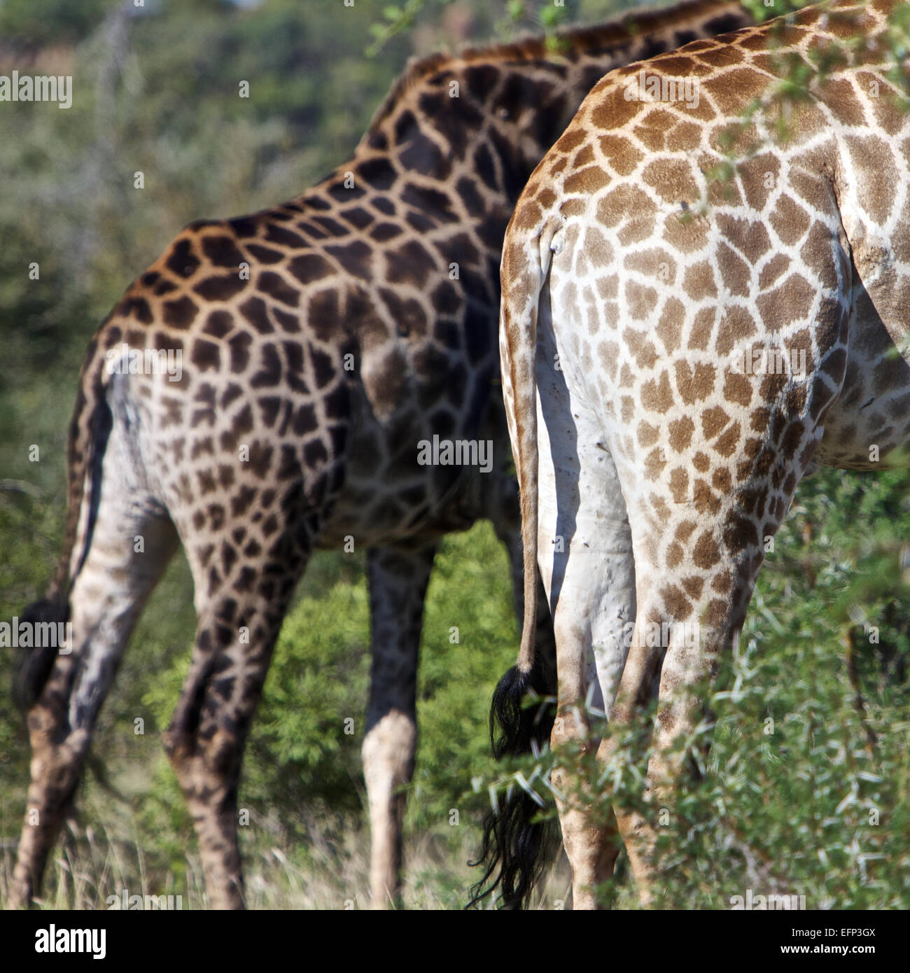 Giraffe zusammenstehen, Südafrika Stockfoto