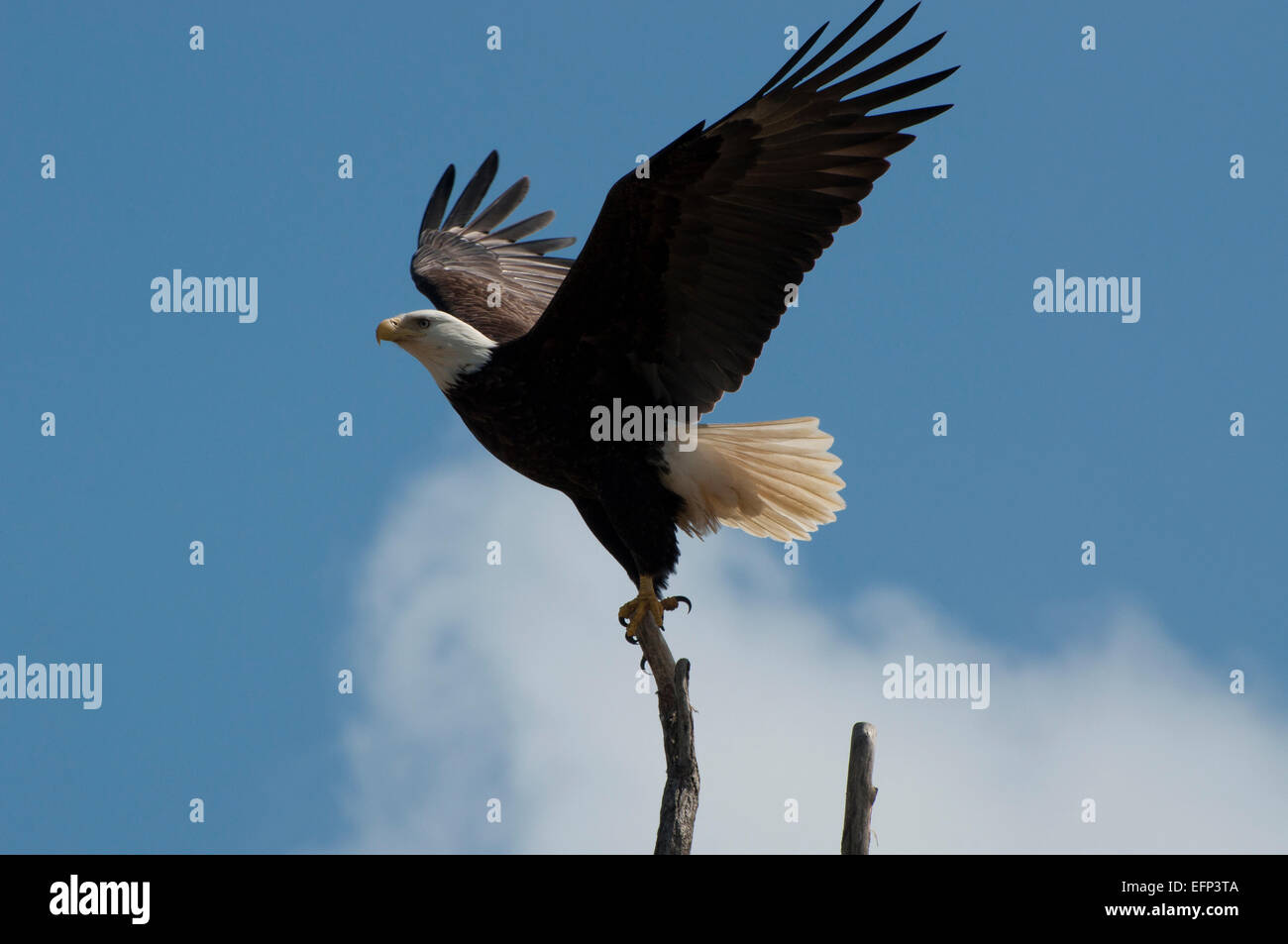 Weißkopf-Seeadler Flug im Twin Häfen State Park, West Port, WA, USA. Stockfoto