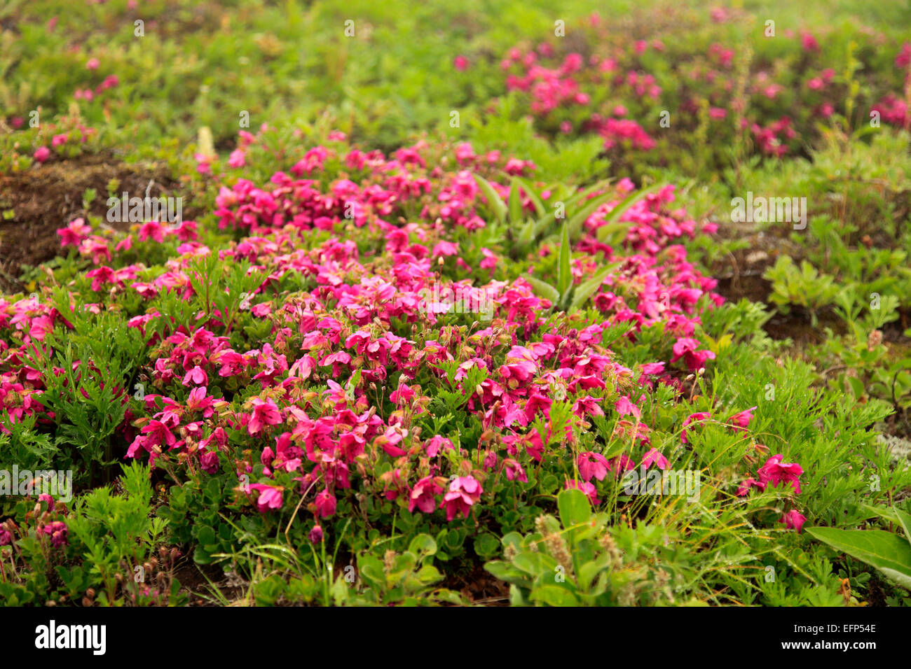 Rhododendron Camtschaticum, Blumen, Kamtschatka, Russland Stockfoto
