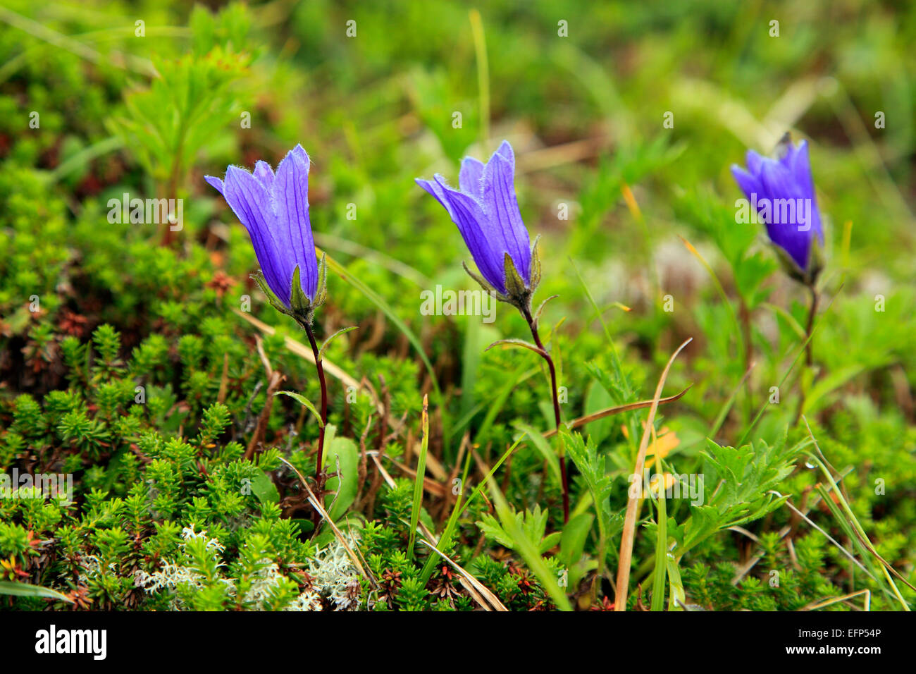 Blumen im Bergtal, Kamtschatka, Russland Stockfoto