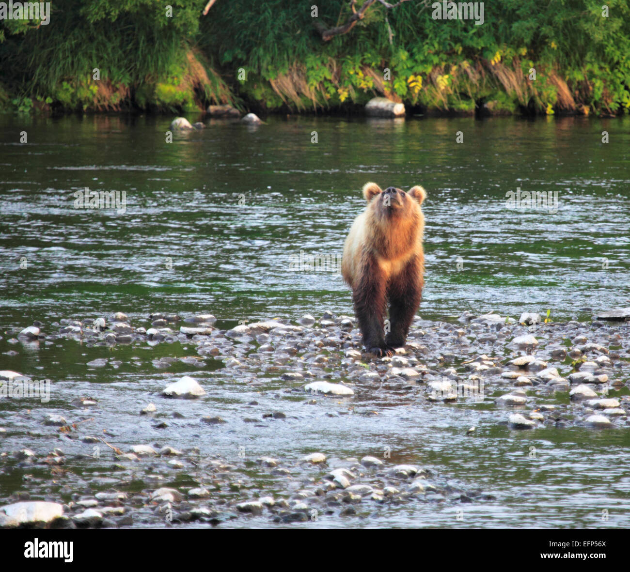 Brauner Bär, Ursus Arctos, Opala Fluss, Kamtschatka, Russland Stockfoto