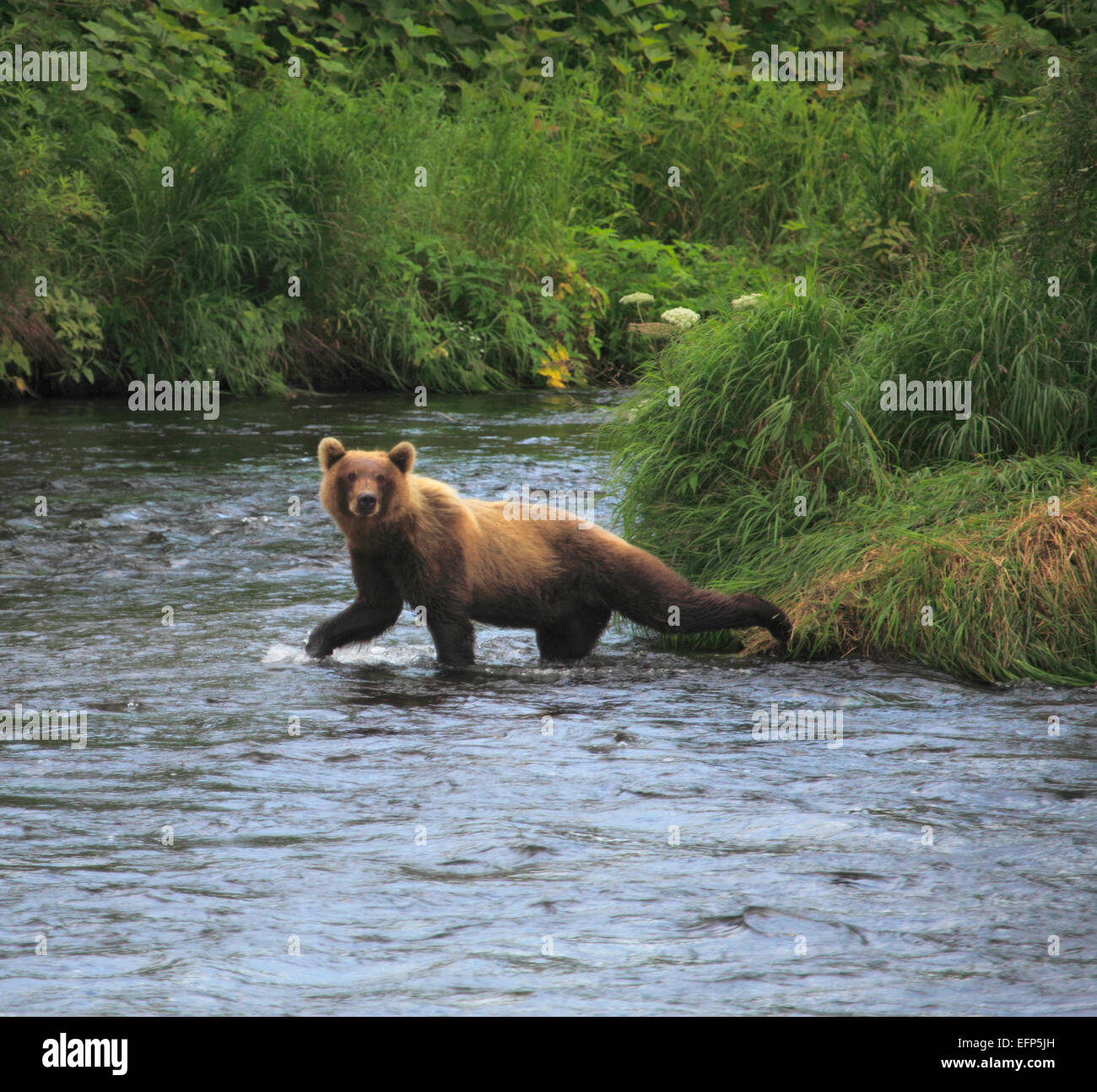 Brauner Bär, Ursus Arctos, Opala Fluss, Kamtschatka, Russland Stockfoto