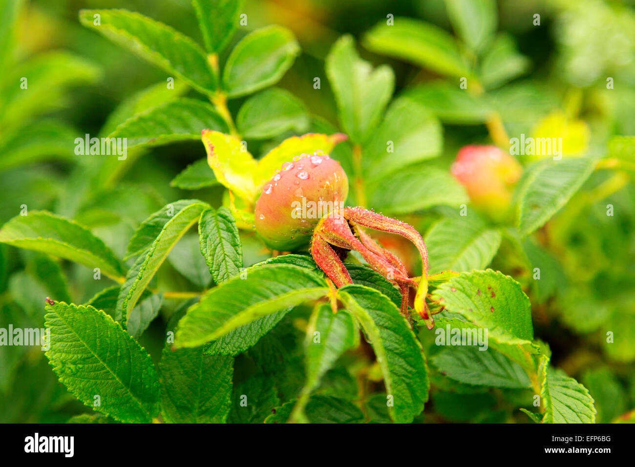 Blumen im Opala River Valley, Kamtschatka, Russland Stockfoto
