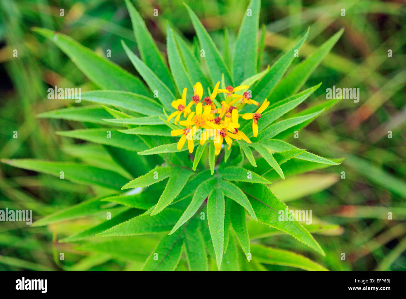 Blumen im Opala River Valley, Kamtschatka, Russland Stockfoto
