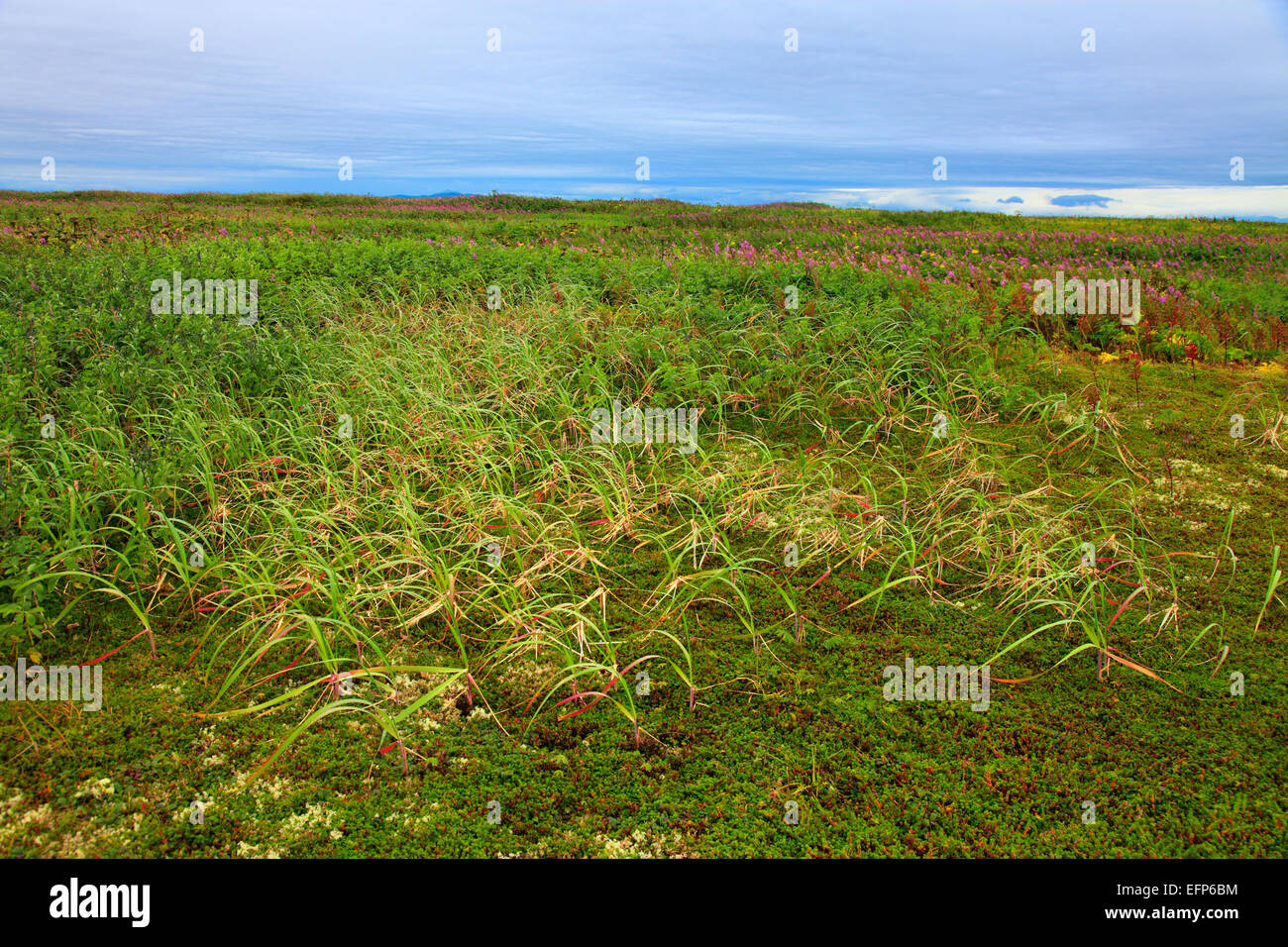 Blumen im Opala River Valley, Kamtschatka, Russland Stockfoto
