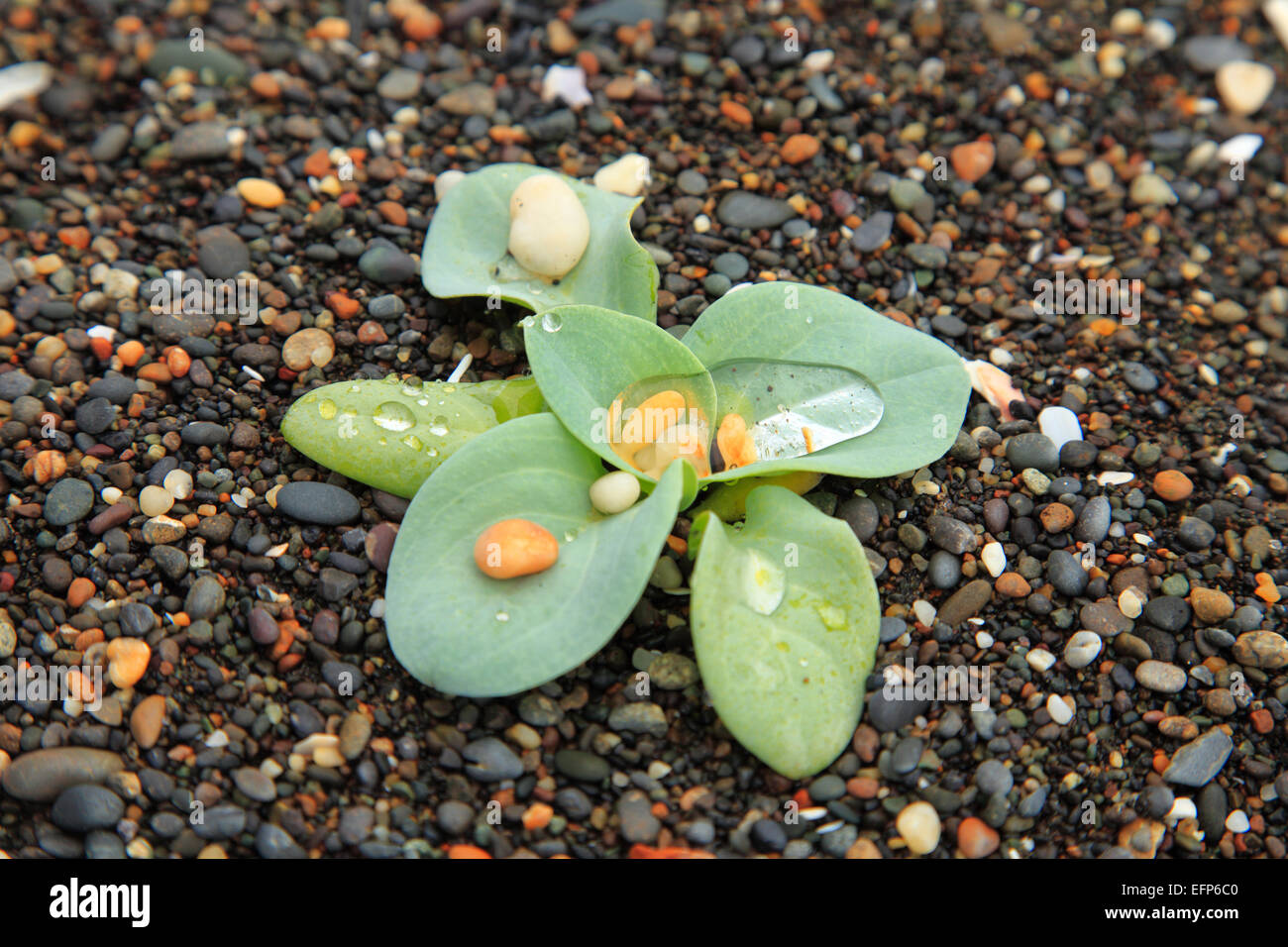 Blumen im Opala River Valley, Kamtschatka, Russland Stockfoto