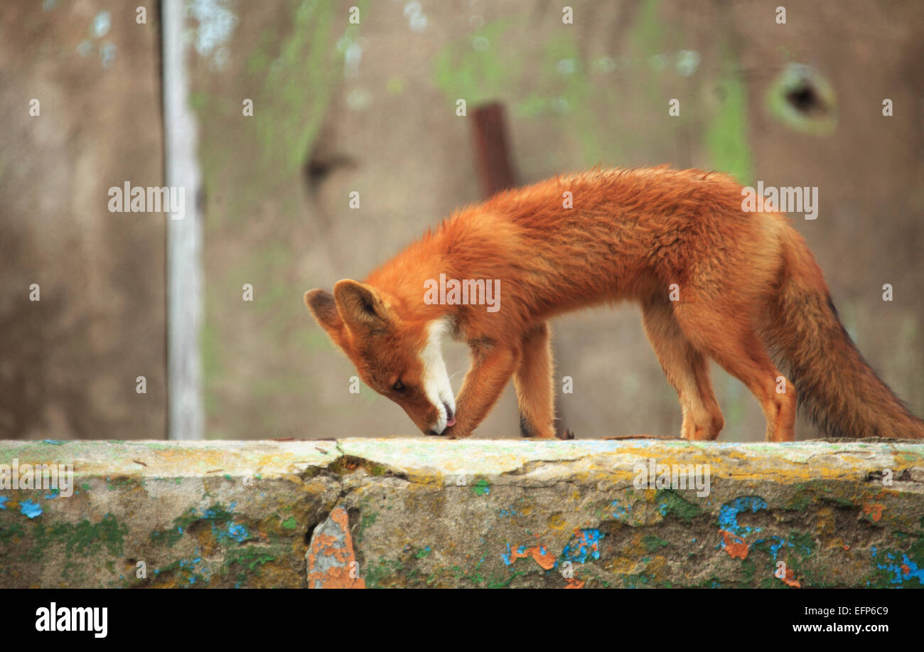 Rotfuchs (Vulpes Vulpes) in verlassenen Haus, Ochotskisches Meer Küste, Kamtschatka, Russland Stockfoto