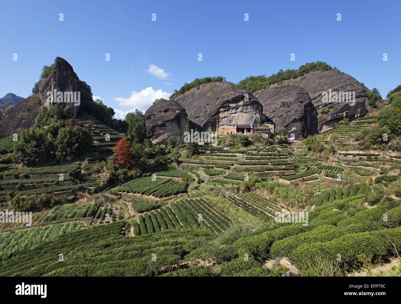 Teeplantage und alte Tempel am Pferd Kopf Rock, Wuyi Berge Stockfoto