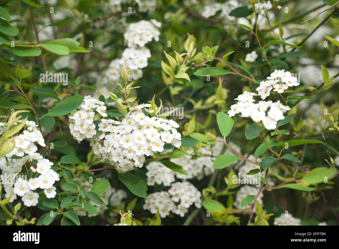Weiße kleine Blüten von blühenden Stauden Spirea Strauch Spiraea