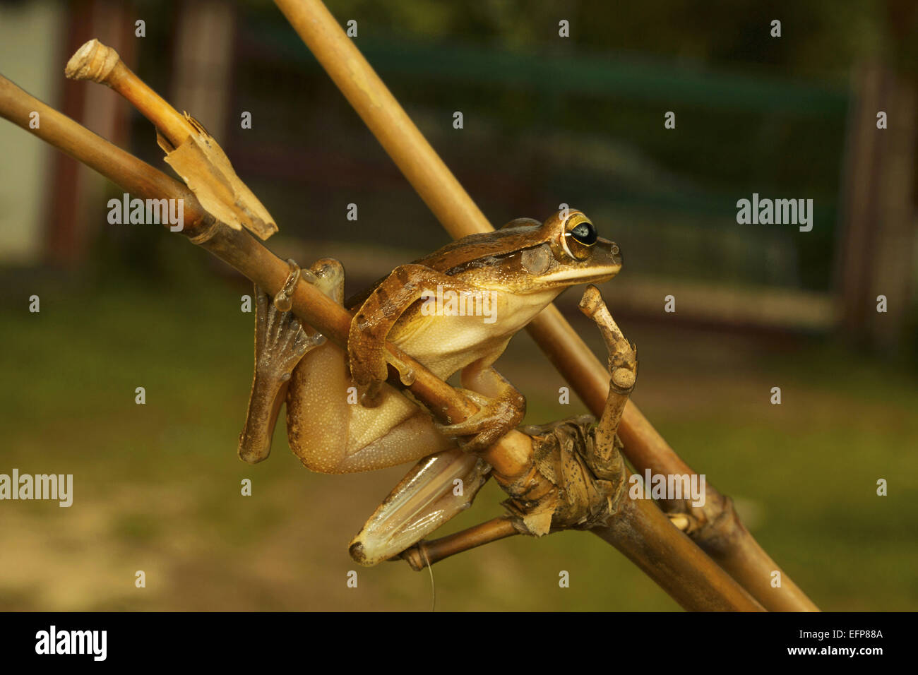 Rahophoridae, gemeinsame Laubfrosch, Polypedates Teraiensis, Garjee, Tripura Stockfoto