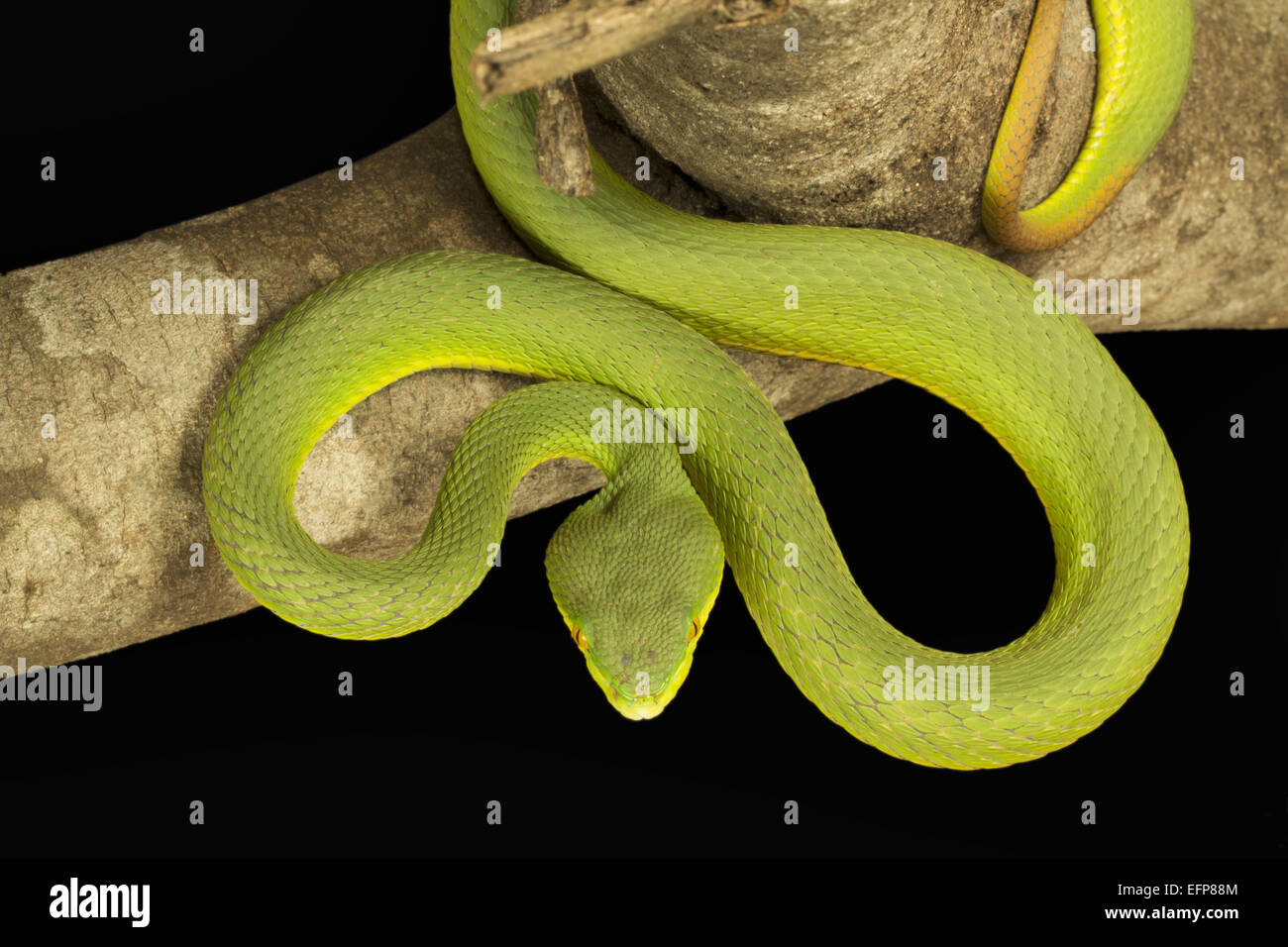 Viperidae, Red tailed Grubenotter, Trimeresurus Erythrurus, giftige ungewöhnlich Garjee, Tripura Stockfoto
