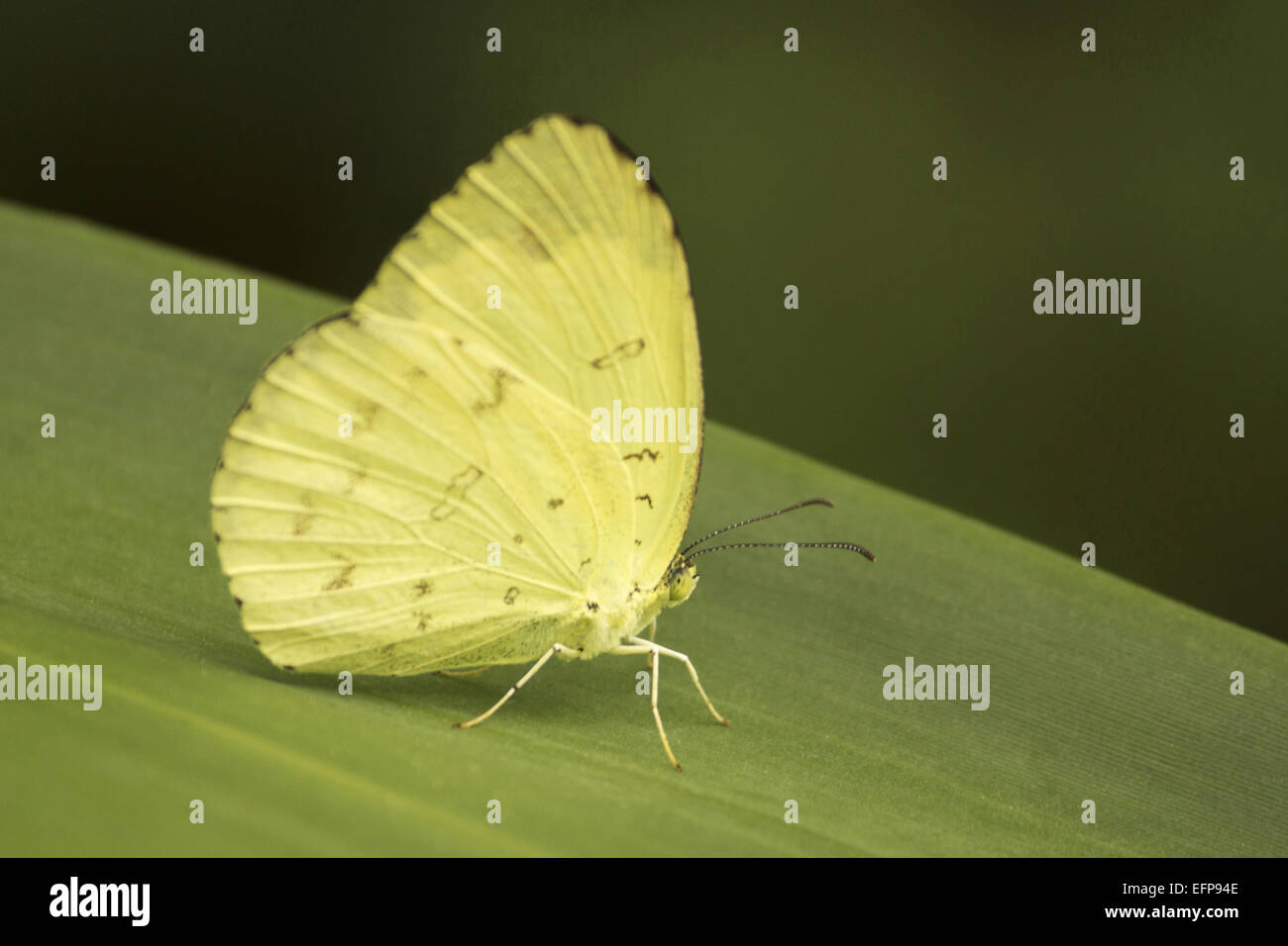 Gemeinsamen Rasen gelb oder großen Rasen gelb Eurema Hecabe Pieridae ... Gemeinsamen Rasen gelb oder großen Rasen gelb Eurema Hecabe Pieridae ...