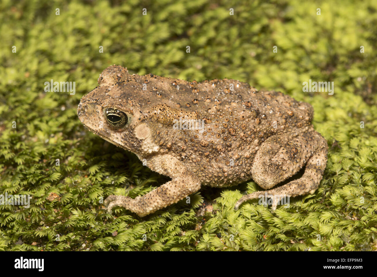 Bufonidae, Kröte, Trishna WLS, Tripura gemeinsamen Kröte sind mit unterschiedlichen Ohrspeicheldrüse warzige, dass geheime giftige Toxine Stockfoto