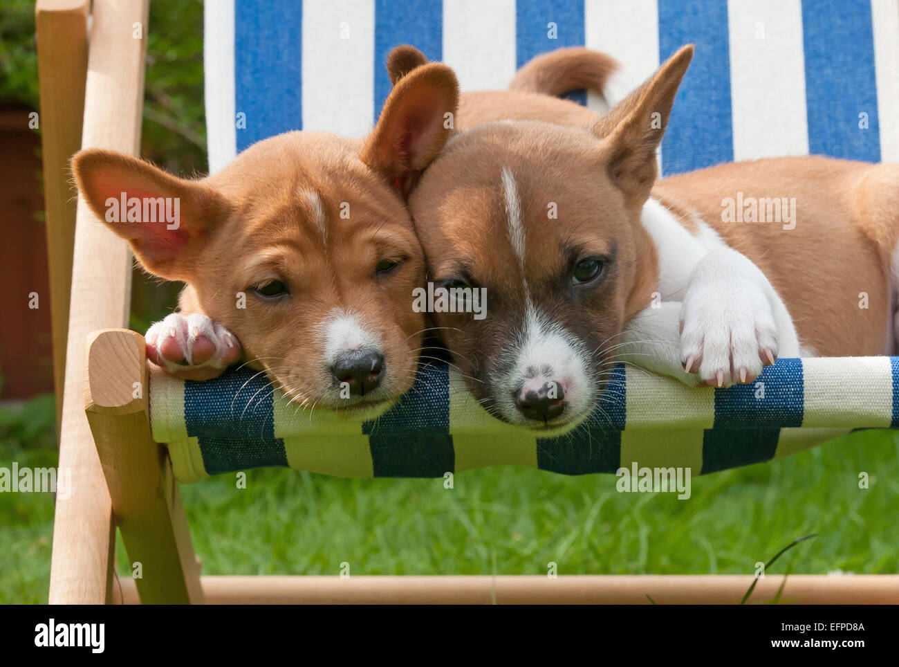 Basenji. Zwei Welpen (6 Wochen alt) in einem Liegestuhl liegen. Deutschland Stockfoto