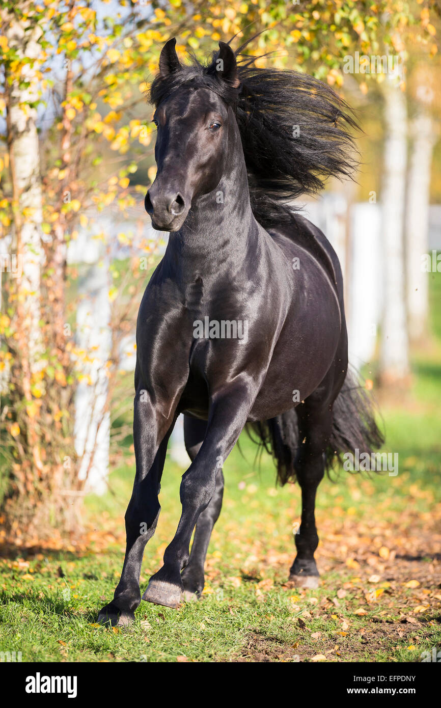 Galoppierendes Schwarzes Pferd