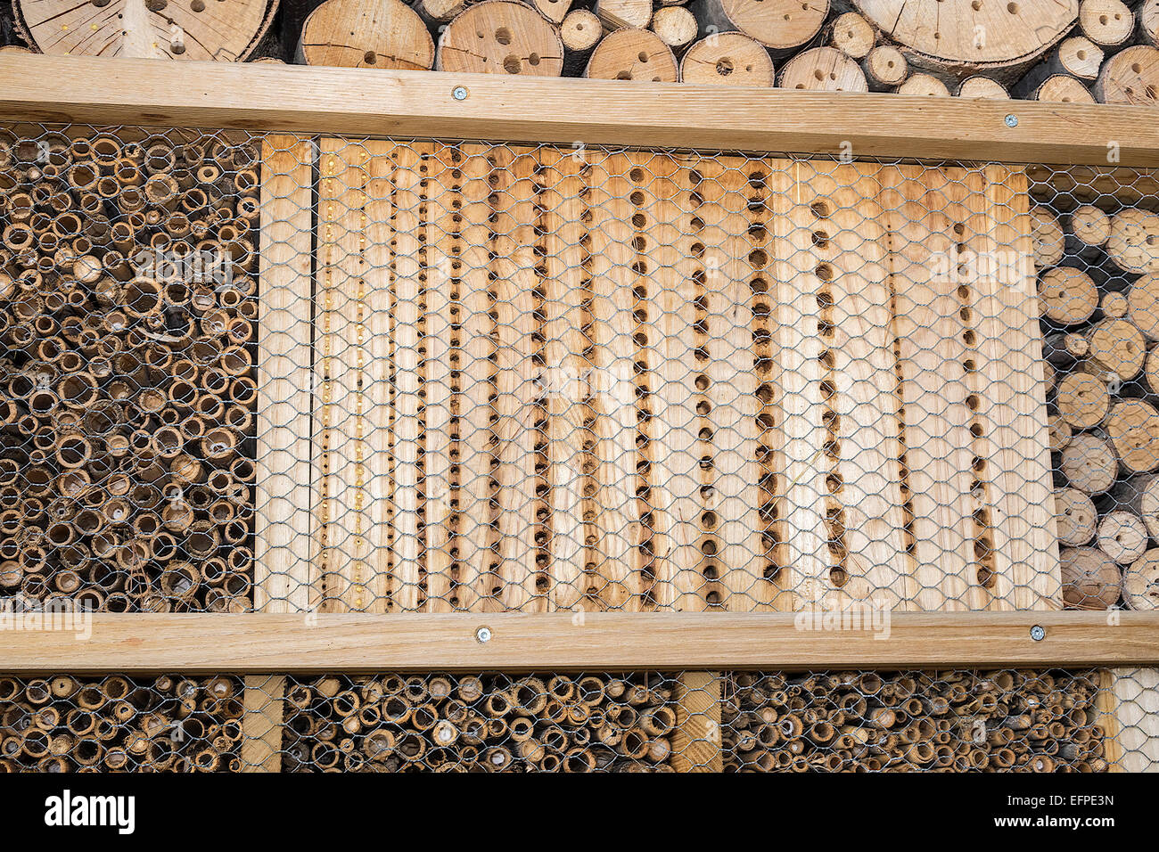 Leaf Cutter Bee Hives (Megachilids) Monte Carlo Monaco Stockfoto