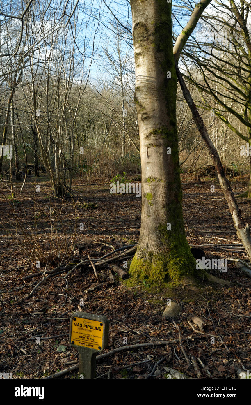 Bäume und Gas pipe Warnschild, Wald Bauernhof lokalen Nature Reserve, Whitchurch, Cardiff, Wales, UK. Stockfoto