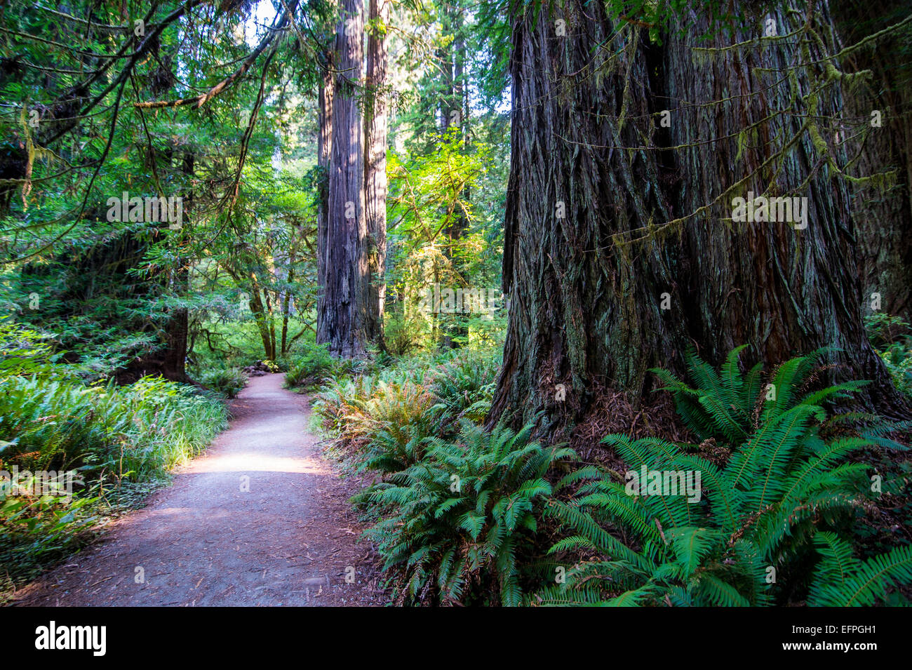 Riesigen Redwood-Bäume in den Redwoods National und State Parks, Kalifornien, USA Stockfoto