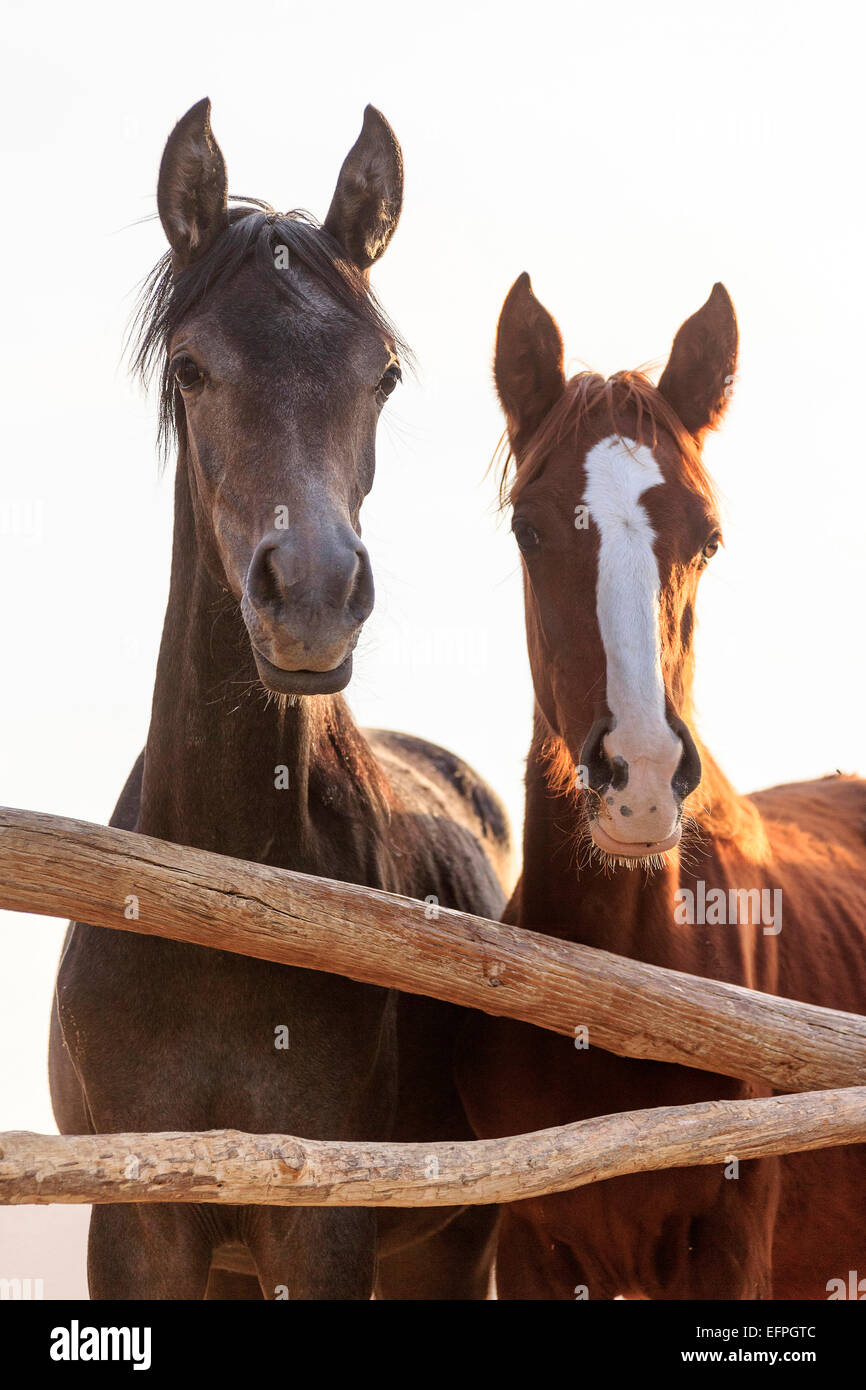 Arabisches Pferd zwei Jungstuten Blick über Zaun Ägypten Stockfoto