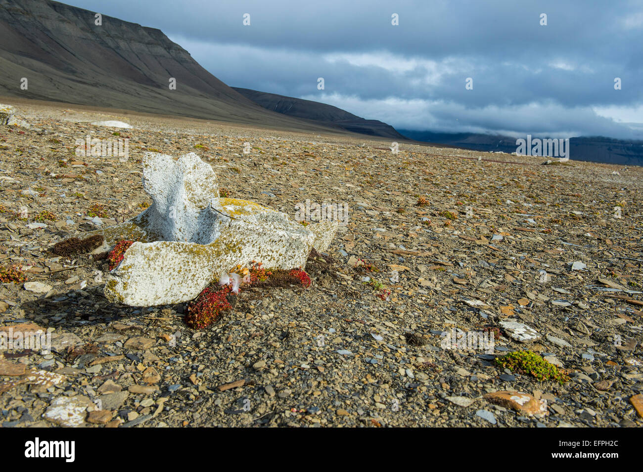 Wal-Knochen auf der Küste von Diskobukta, Spitzbergen, Arktis Stockfoto