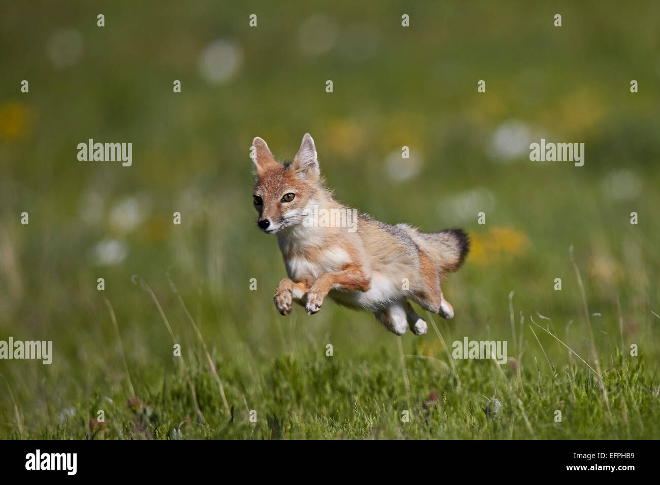 SWIFT-Fuchs (Vulpes Velox) springen, Pawnee National Grassland, Colorado, Vereinigte Staaten von Amerika, Nordamerika Stockfoto