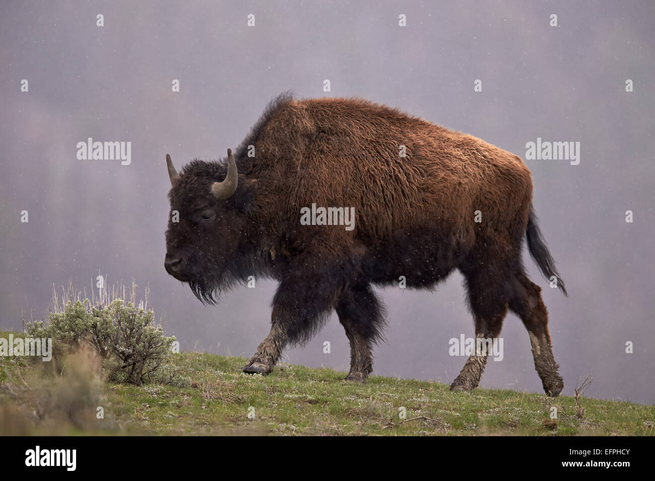 Bisons (Bison Bison), Yellowstone-Nationalpark, Wyoming, Vereinigte Staaten von Amerika, Nordamerika Stockfoto
