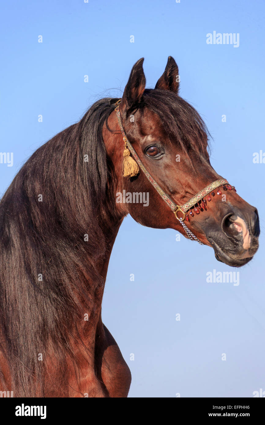 Arabisches Pferd Porträt Bucht Hengst Ägypten Stockfoto