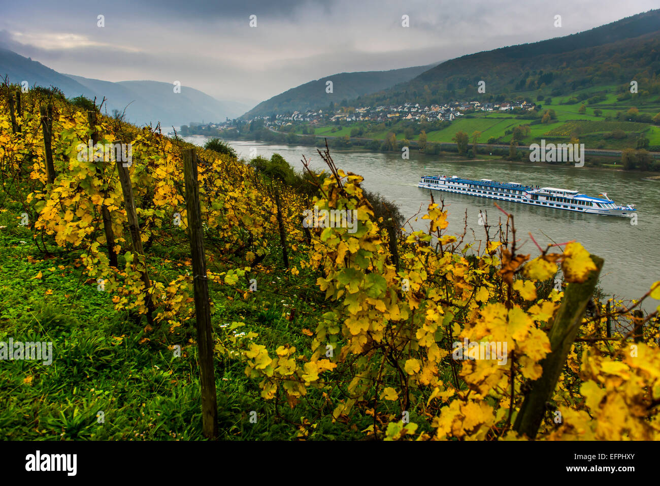 Blätter fallen in den Weinbergen und einem Kreuzfahrtschiff auf dem Rhein Assmannshausen, Rheintal, Rheinland-Pfalz, Deutschland Stockfoto